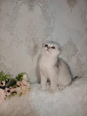 Мальчик скоттиш fold