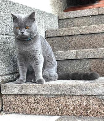 Вязка британского кота