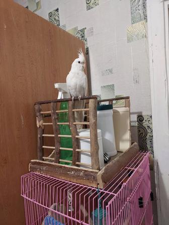 Корела безщекий самец