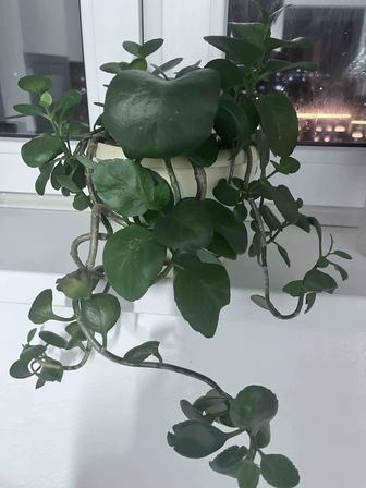 Продам цветы комнатные