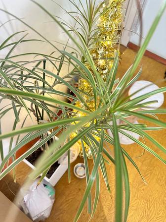 Продам комнатный цветок Драцена узколистная