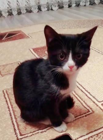 Котенок в семью