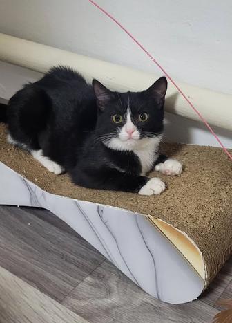 Котенок в семью