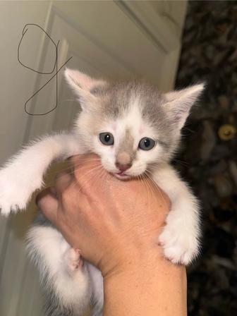 Отдам котят в хорошие добрые руки, возраст 1,1 месяц. К лотку приучены.