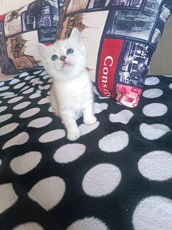 Продаю котят