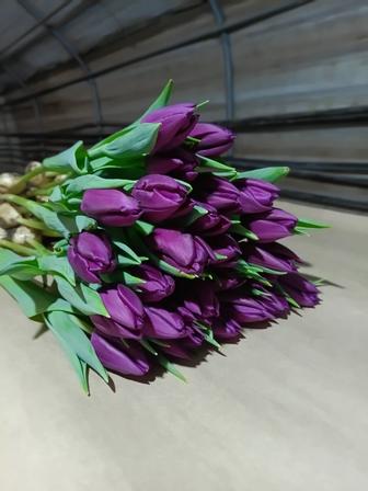 Тюльпаны оптом и в розницу!