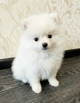 Щенки шпиц померанский щенки с документами