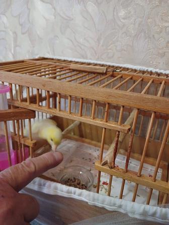 Продам кенара самца и 2 самки