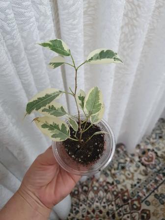 Фикус бенджамина