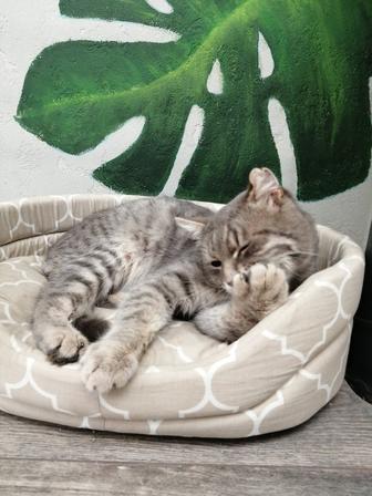 Нашелся кот