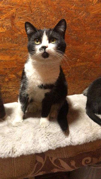 Отдам кошку в хорошие руки.