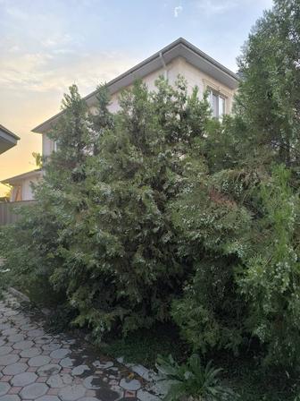 Продам три туи, ёлки