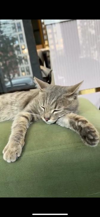 Кот