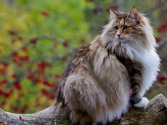 Чистокровный котенок норвежский лесной