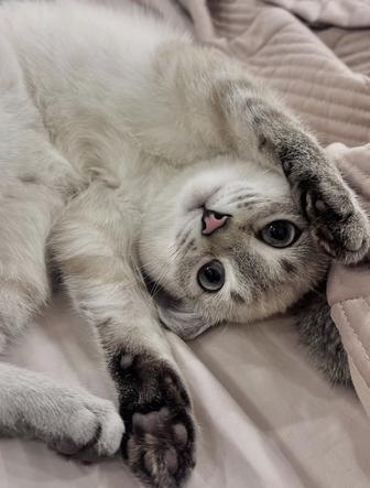 Отдам в добрые руки котенка