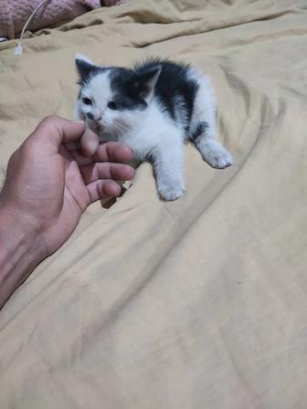 Котенок в добрые руки