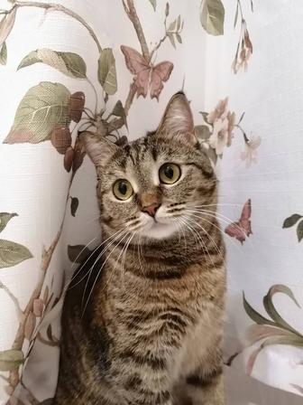 Домашняя кошка Шер