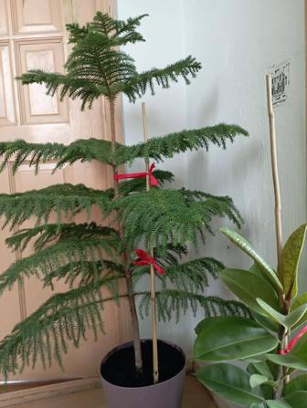 Комнатное растение