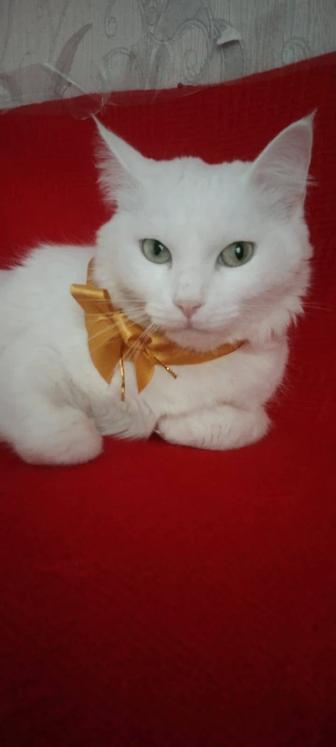 Отдам кошечку