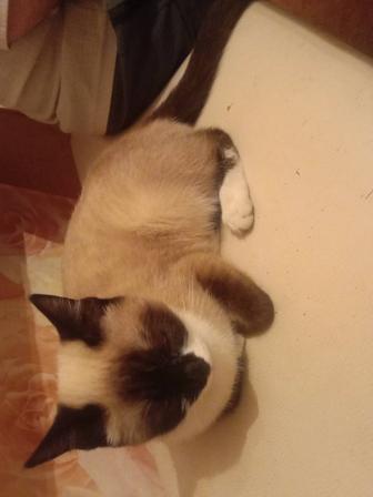 Отдам кошку и котенка приученные к лотку