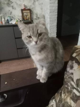 Отдам кошечку и кошку