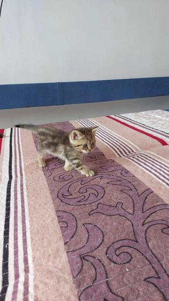 Шотландцы котята 2 девочки 1 мальчик