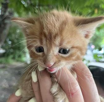 Котята ищут семью