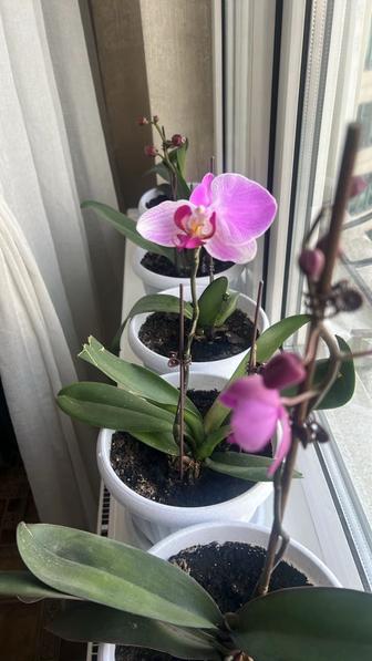 Комнатные цветы