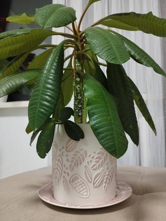 Эуфорбия хойя