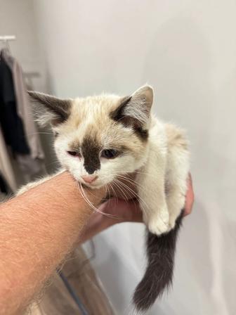 Отдаем Котенка в добрые руки