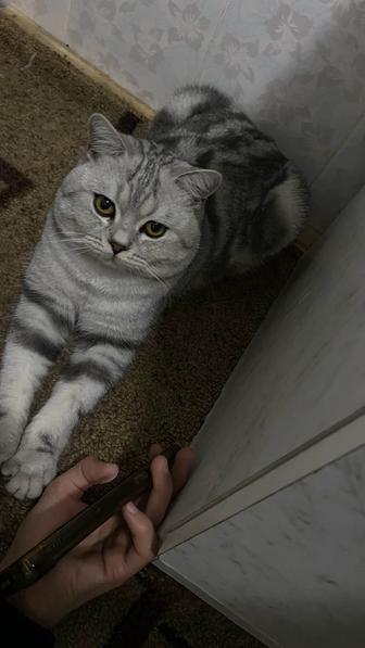 Продается кот