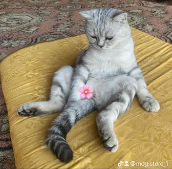 Продается кот