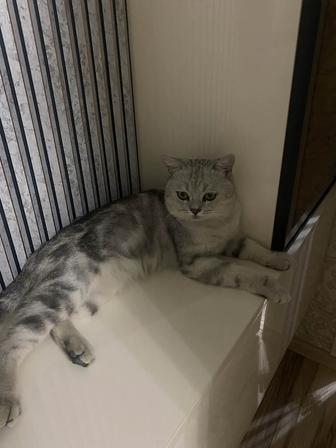 Продается кот