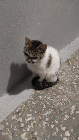 Котик ищет дом срочно