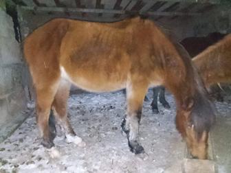 Продам лошадь