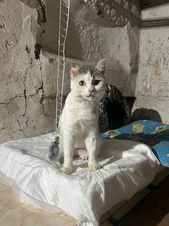 Кошечка Пушинка ищет дом!