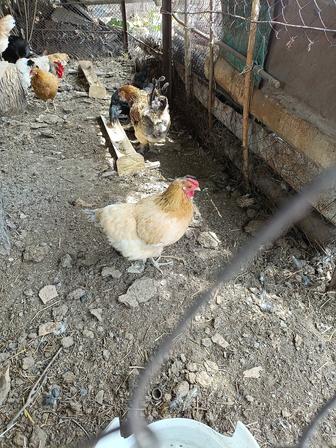 Куры домашние яйца дают привитые
