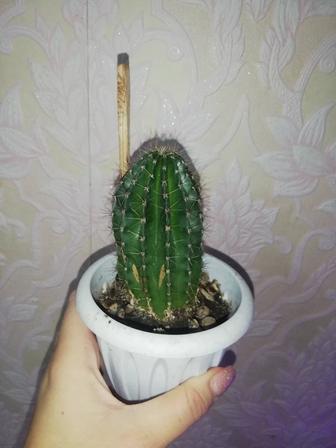 Продам кактус