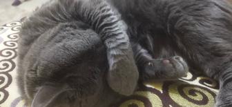 Отдам даром кота