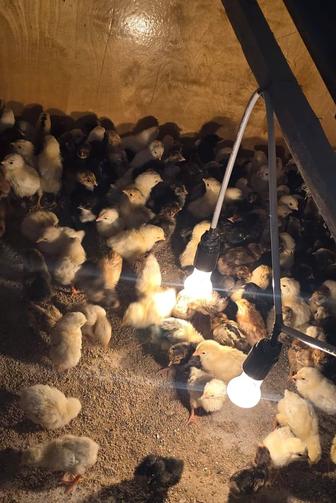 Продам цыплят