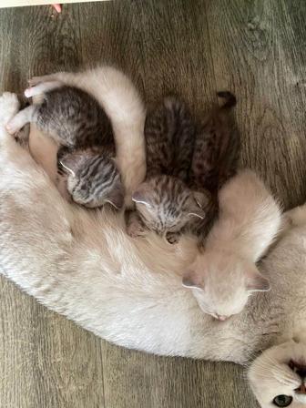 Продам британских котят
