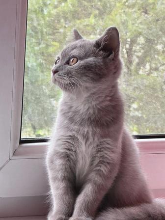 Продаю британского кота
