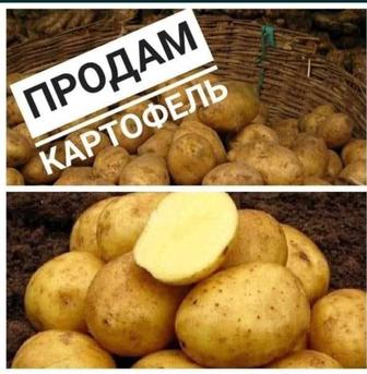 Домашняя картошка