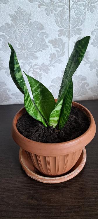 Продам щучий хвост(тещин язык)