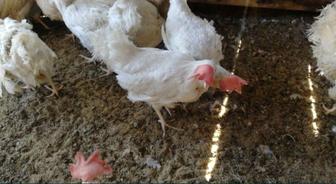 Продам курей