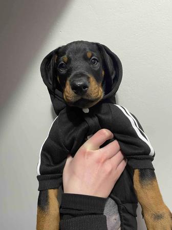 Доберман дети