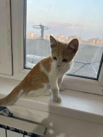 Котенок мальчик в добрые руки