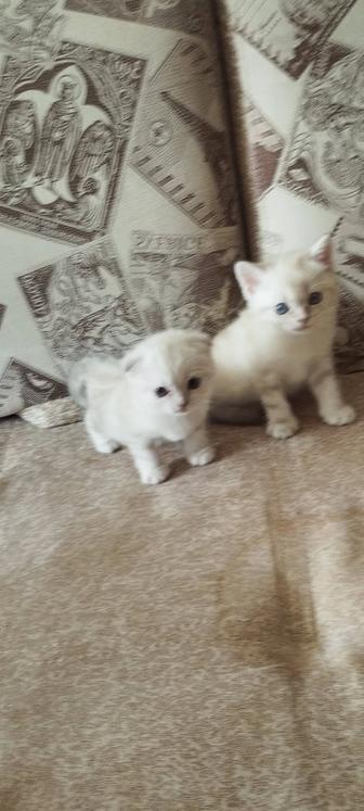 Продажа котят