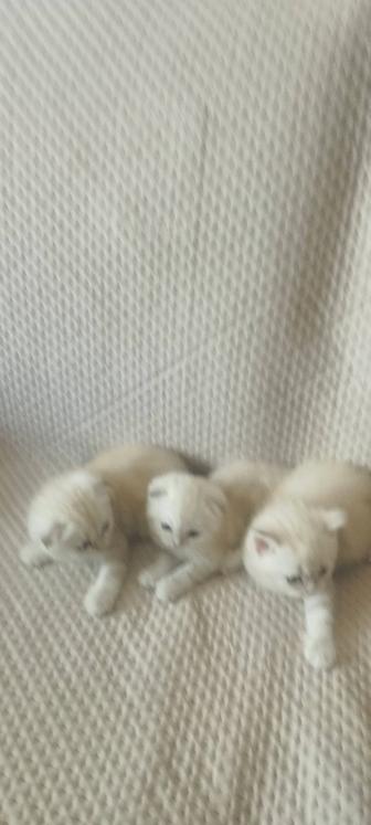 Продажа котят