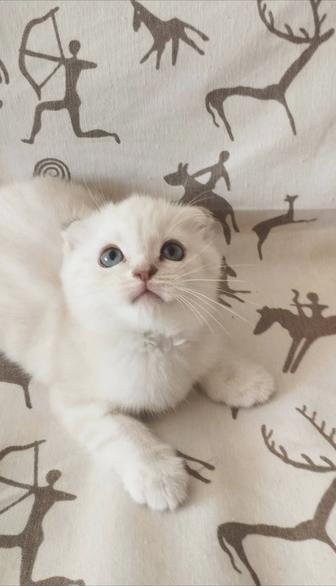 Продажа котят